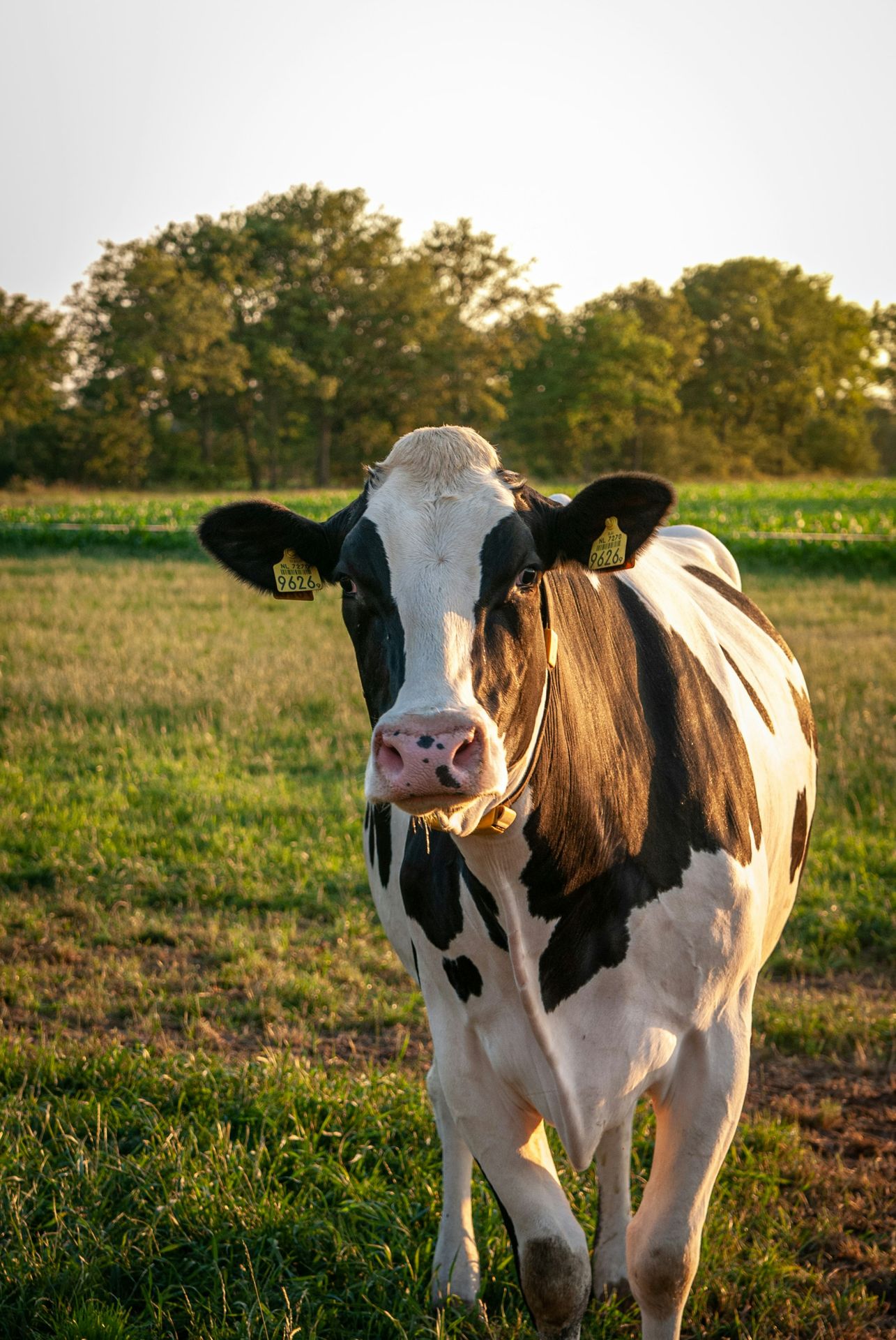 white and black cow on green grass field during daytime